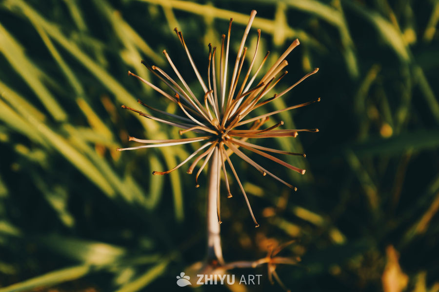 夕阳下的枯萎花蕊