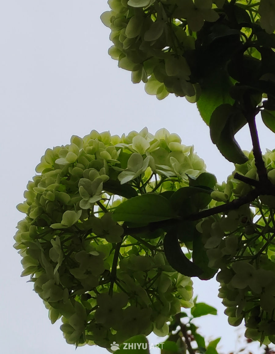 木绣球 2