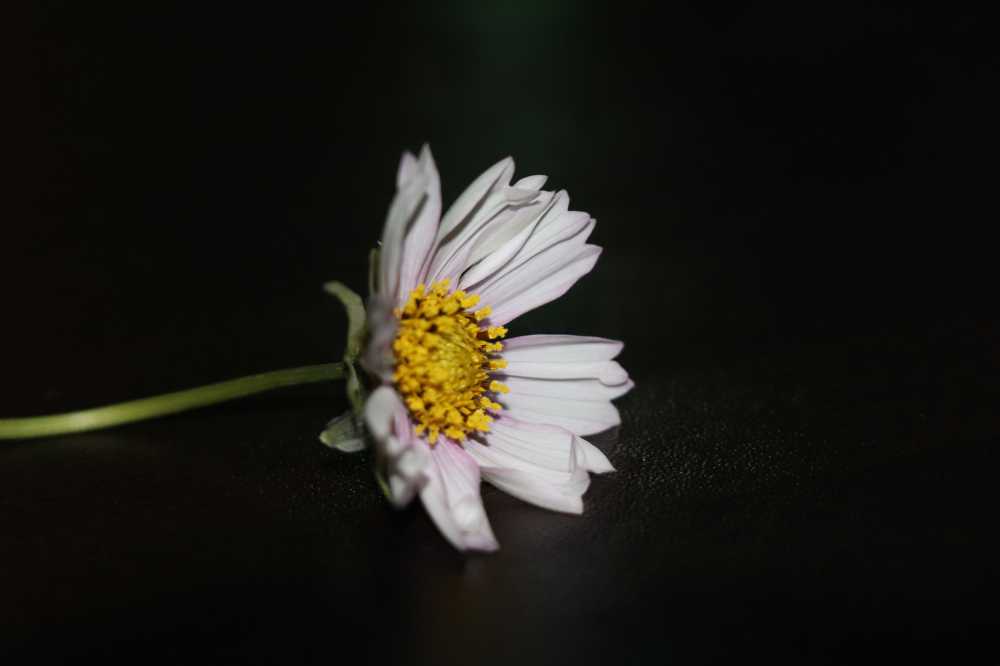 白花2