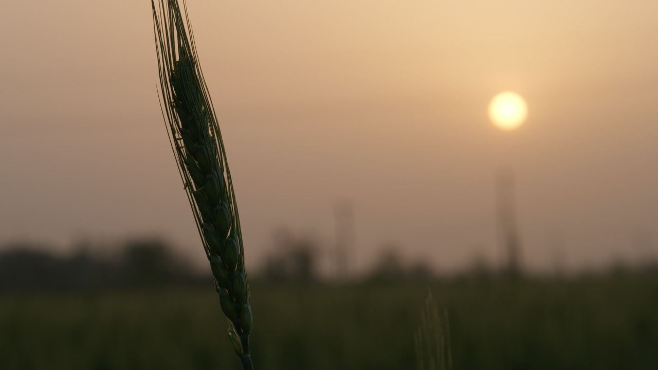 春末夏初农村田野小麦成熟 34