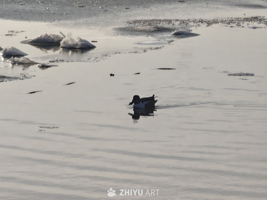 冰面上的孤鸭