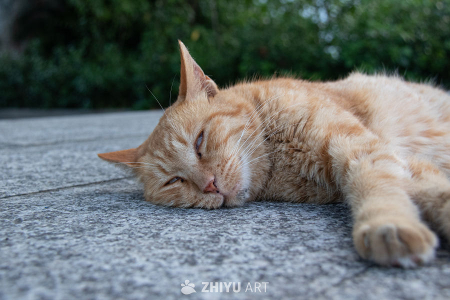 猫 14