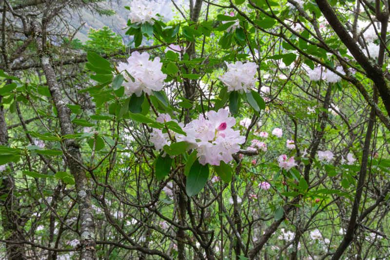 杜鹃花 25