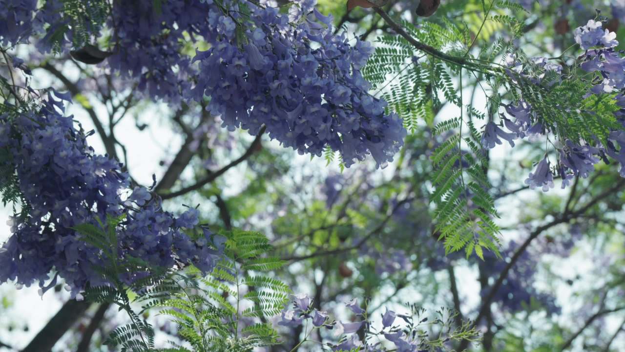 紫色花海