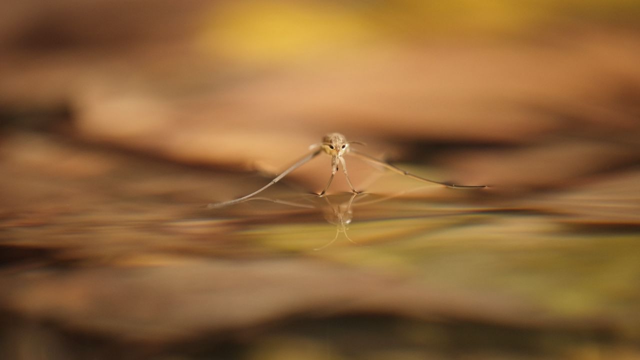 春天惊蛰昆虫万物复苏 8