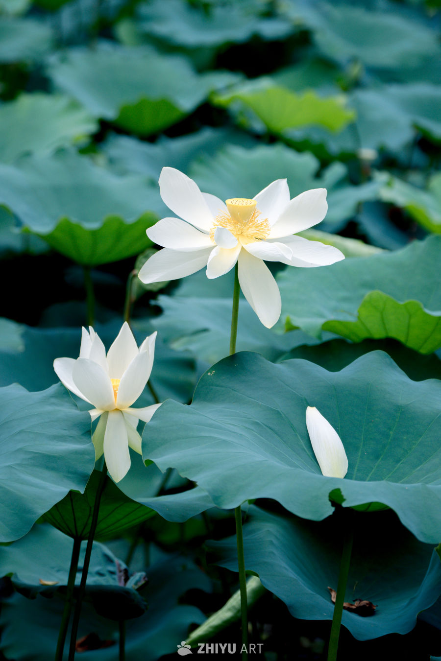 荷花 39