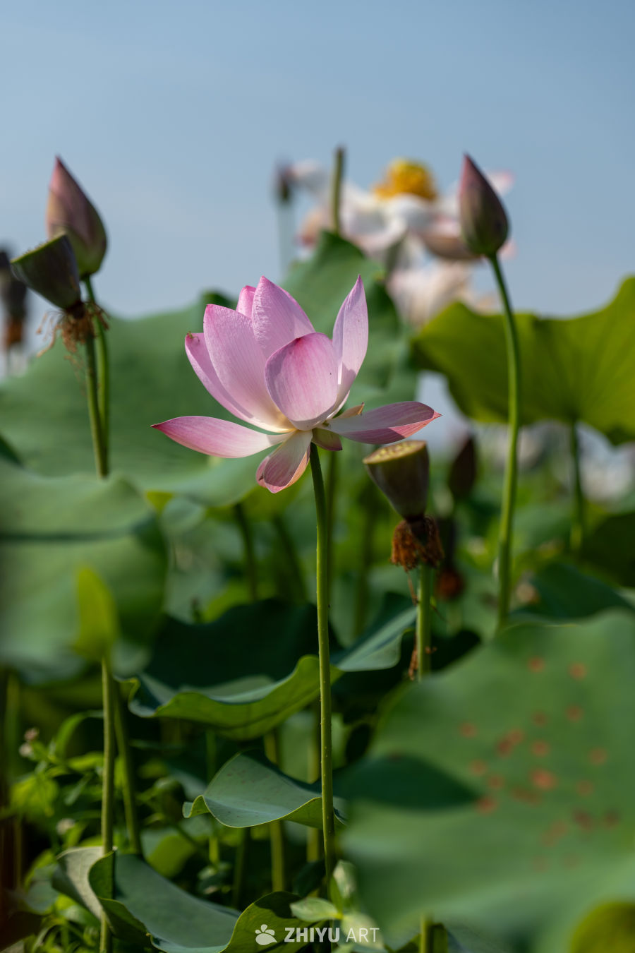 荷花 191