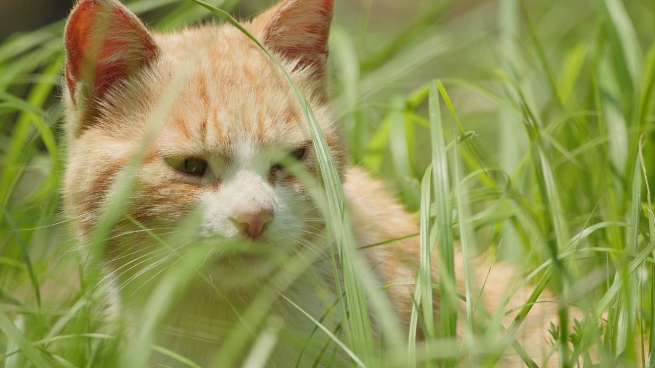 春天公园里可爱的猫咪流浪猫 10