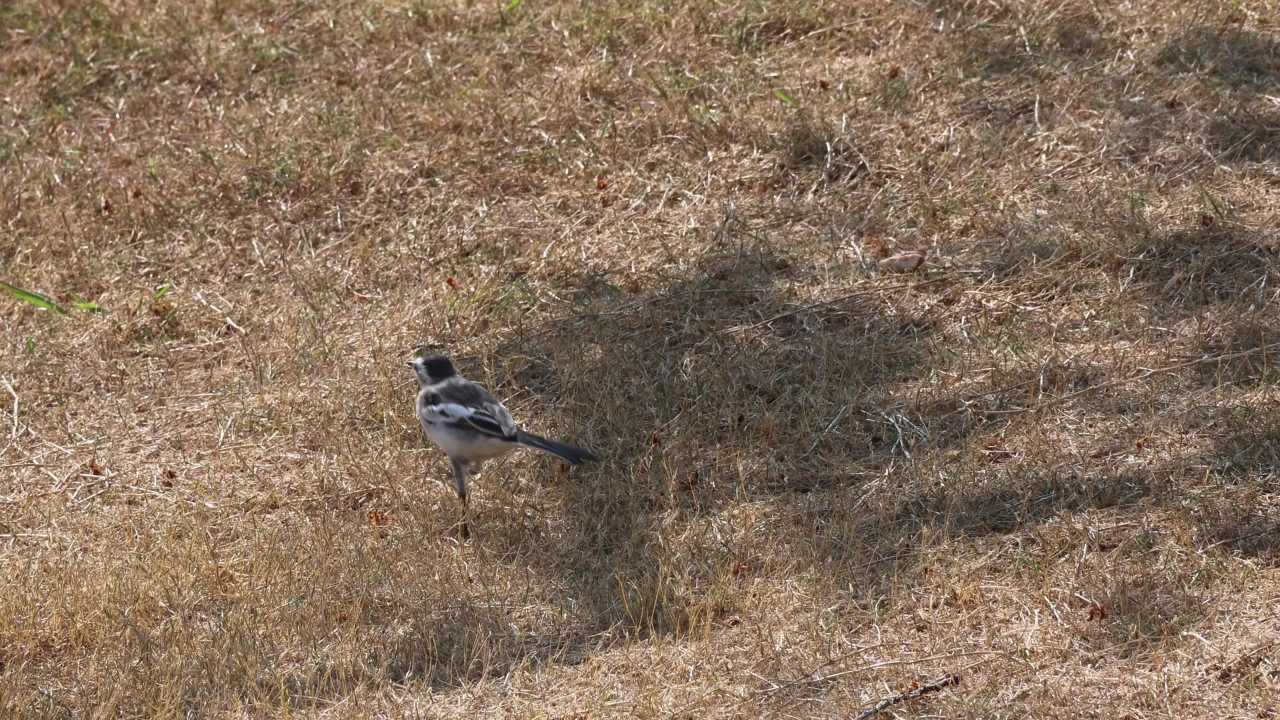 4K草地小鸟