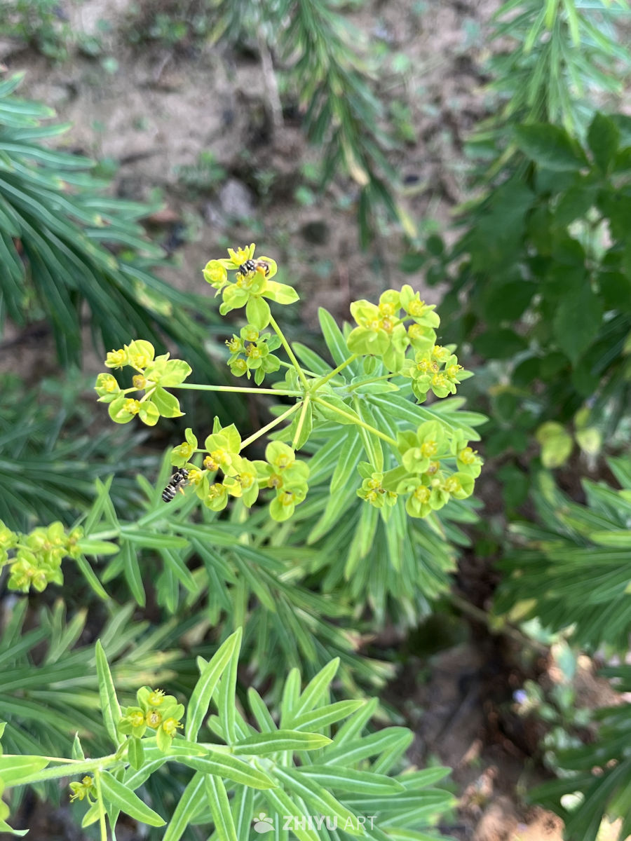 绿意盎然的花丛与蜜蜂