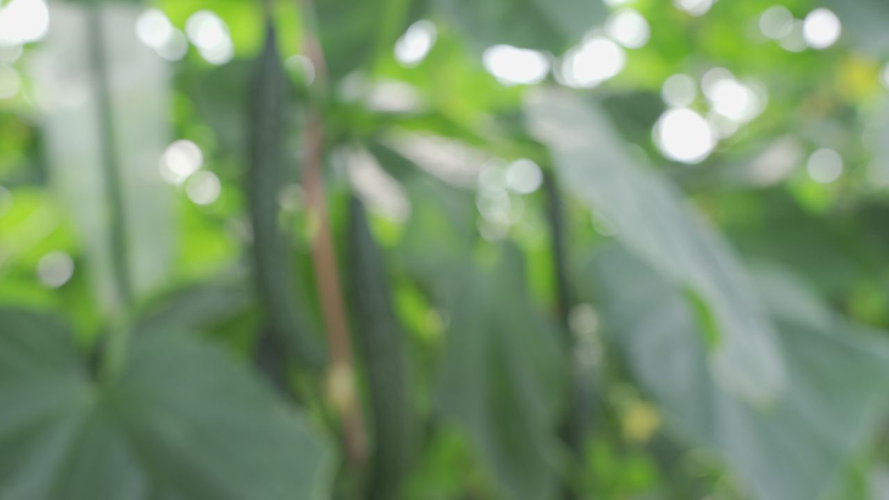 黄瓜种植 16
