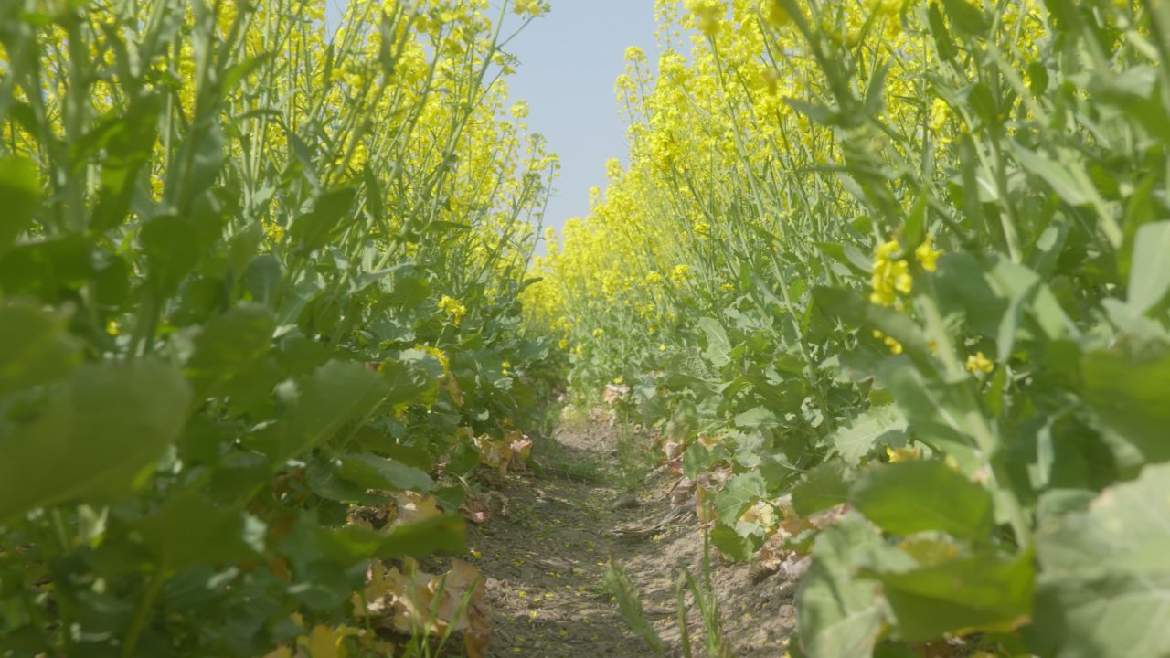 春天农村油菜花海蜜蜂采蜜 27