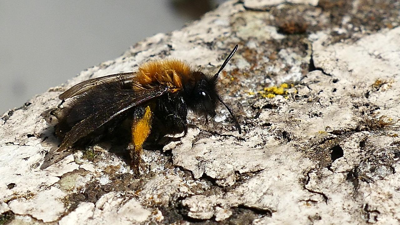蜜蜂昆虫蜂蜜自然