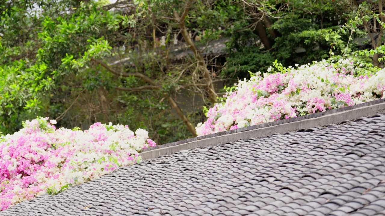 屋顶上的三角梅