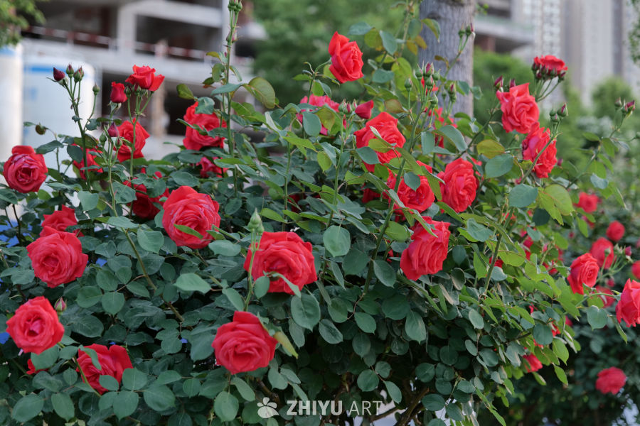 月季花 26