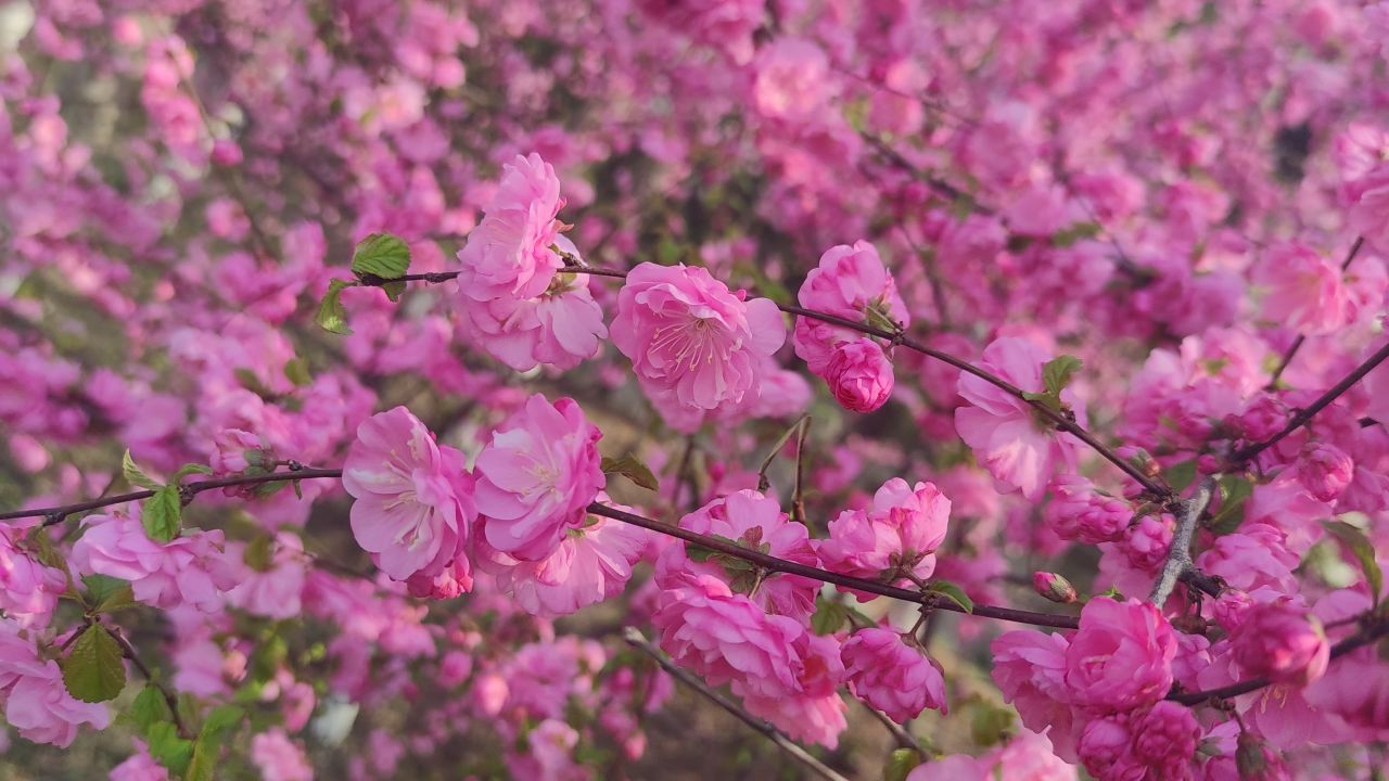春天来了 29
