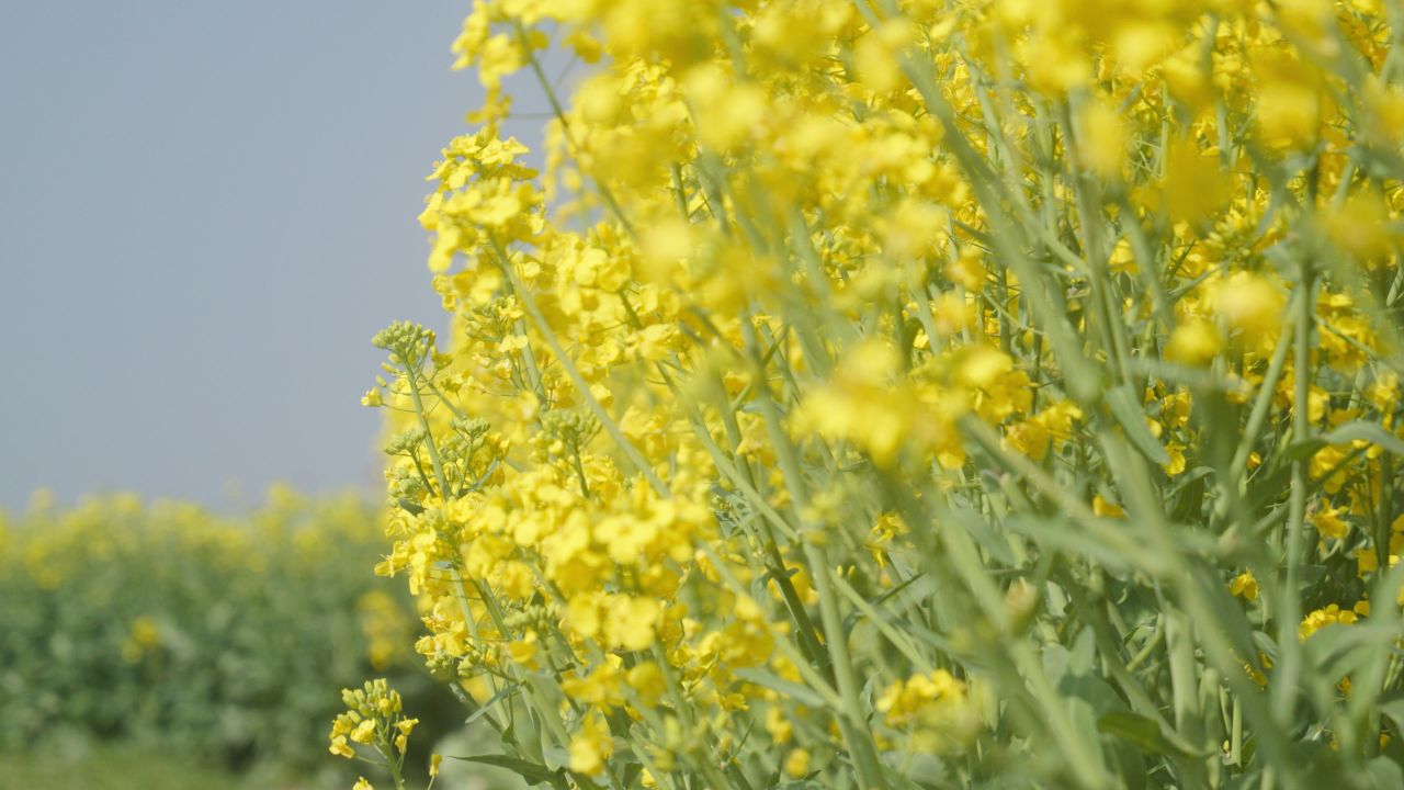 春天农村油菜花海蜜蜂采蜜 19