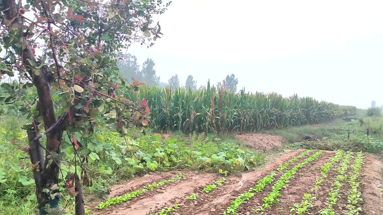 秋雨后的土地 2