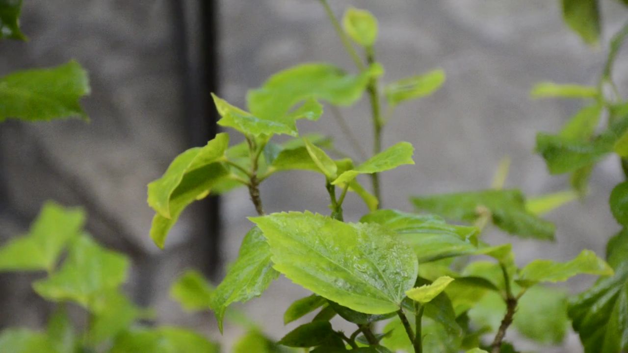 雨植物绿色叶