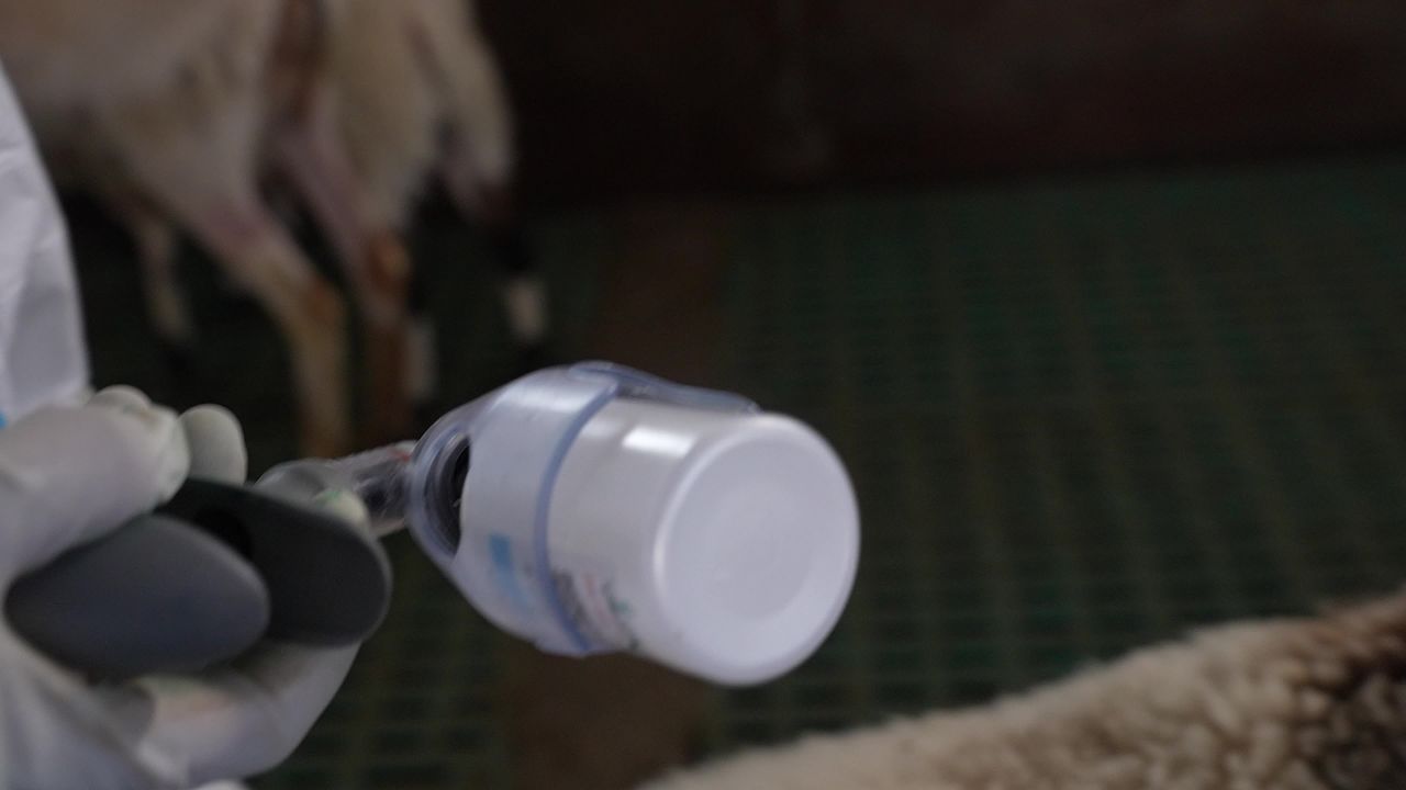 山羊养殖防疫工作