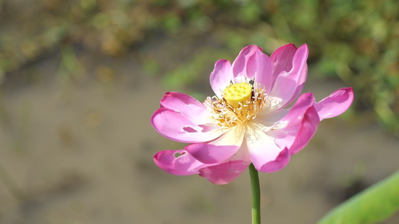 荷花（二） 41