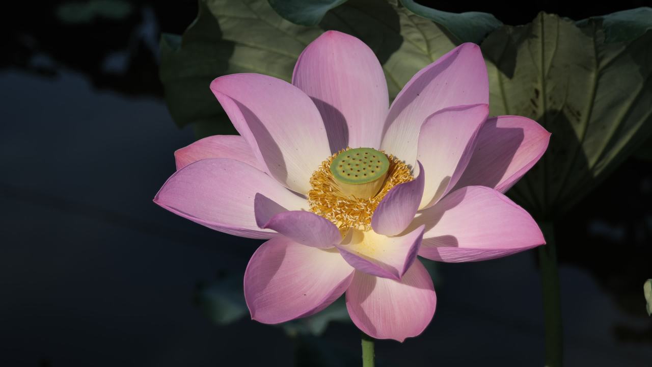 荷花（二） 16