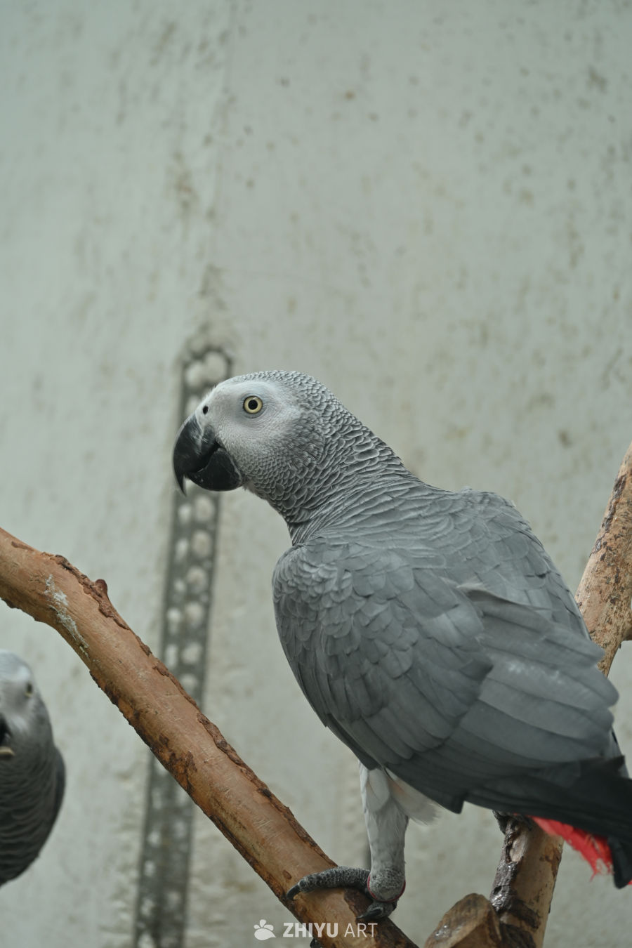 鹦鹉🦜