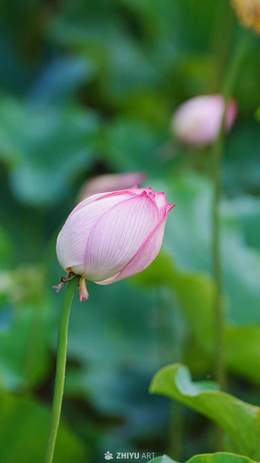 粉嫩莲花静待绽放