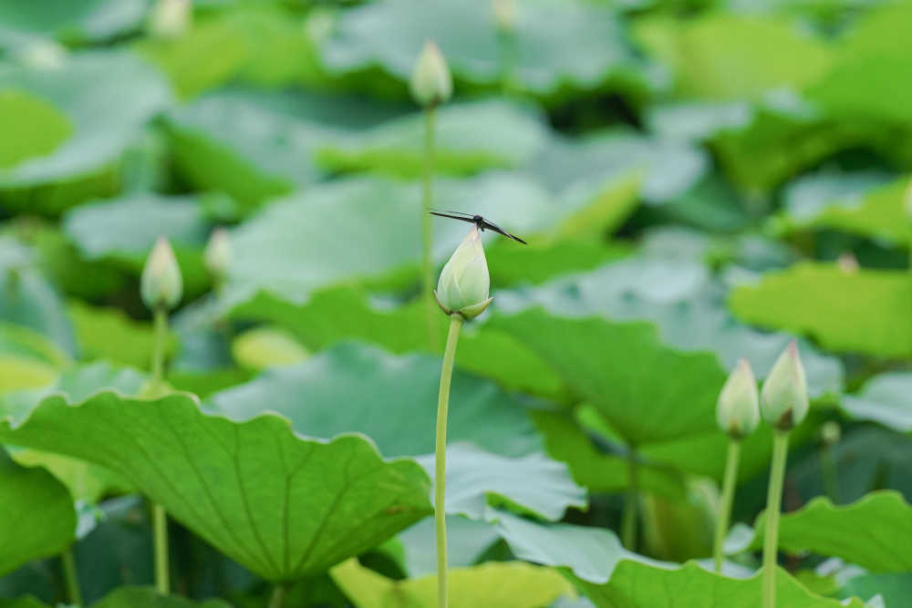 夏荷