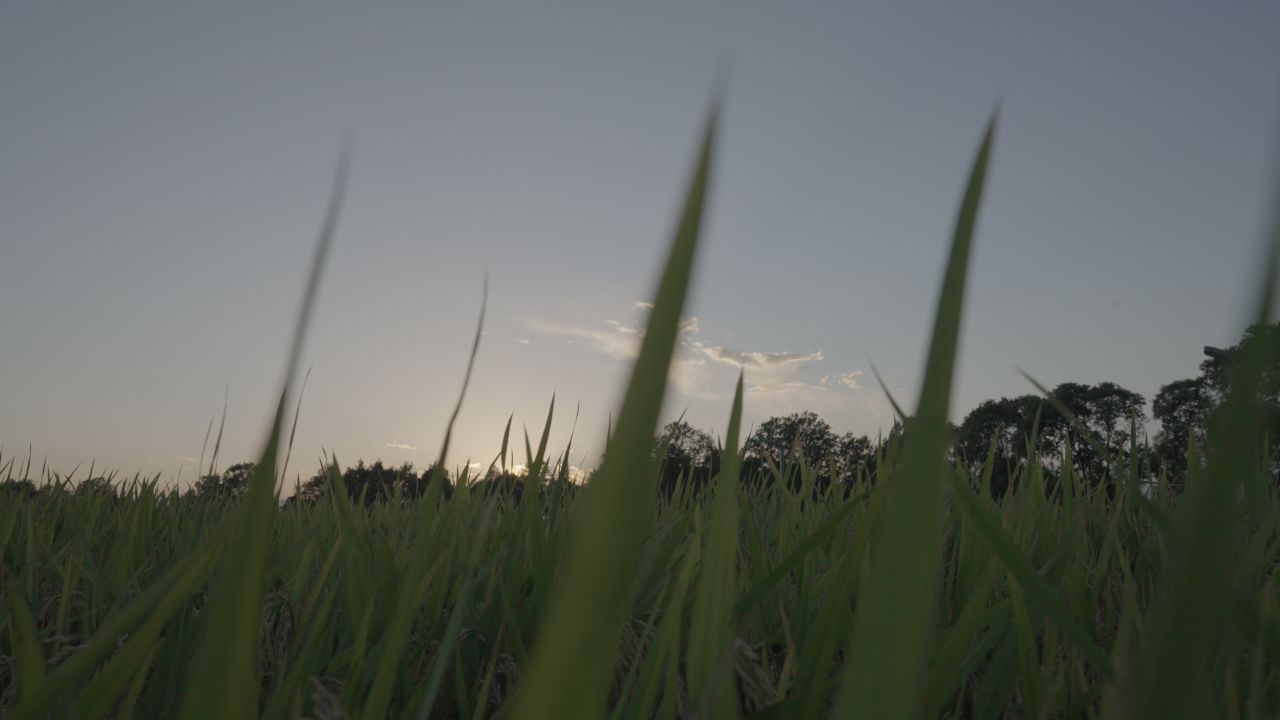 日暮时分的稻田