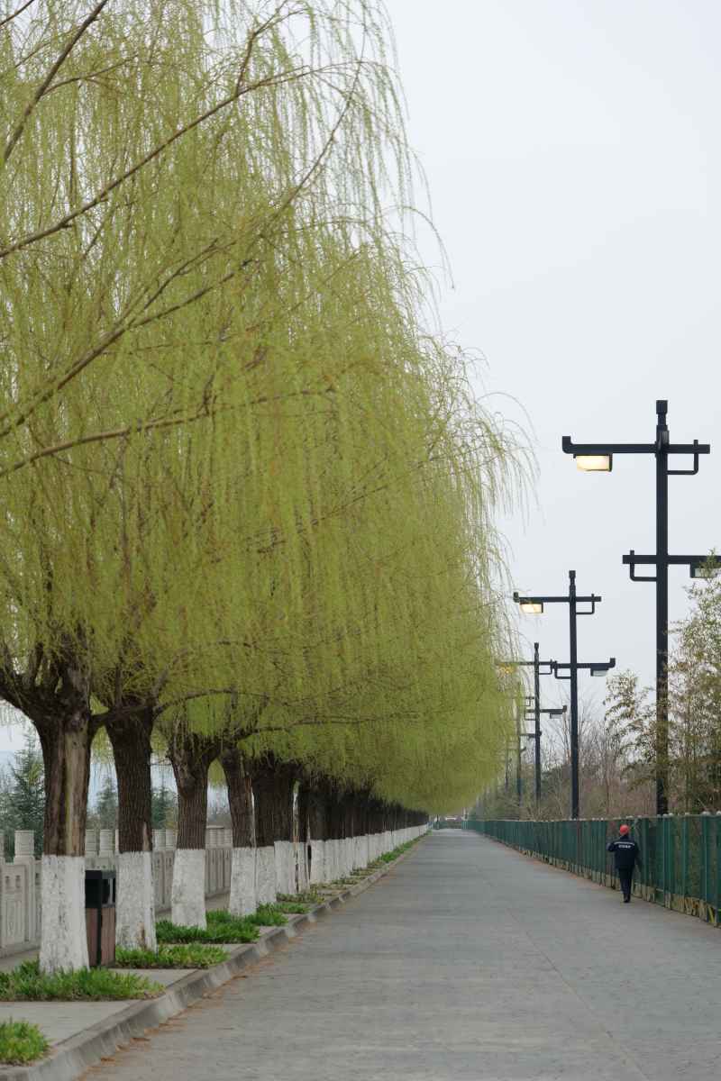 绿树成荫