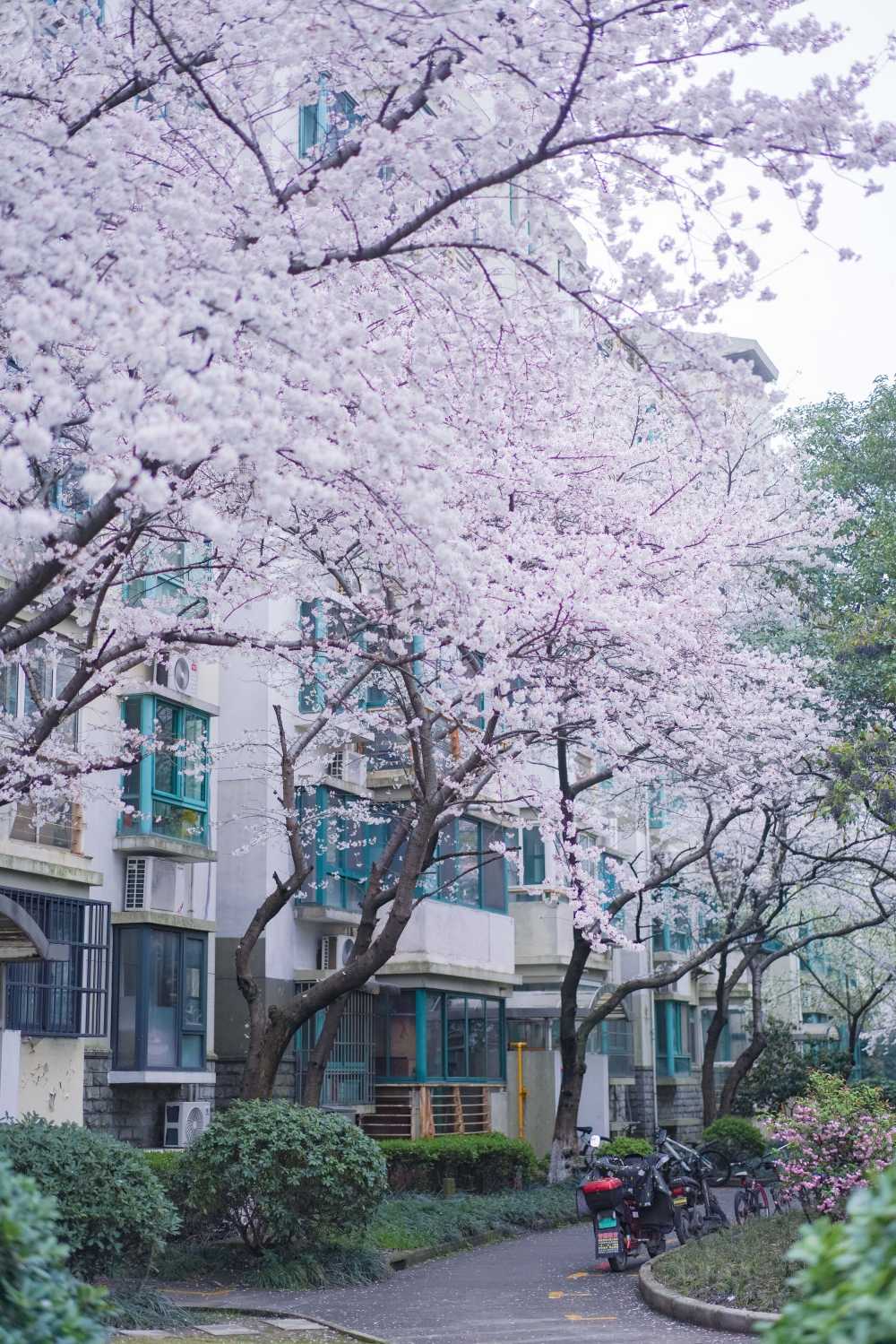 樱花季