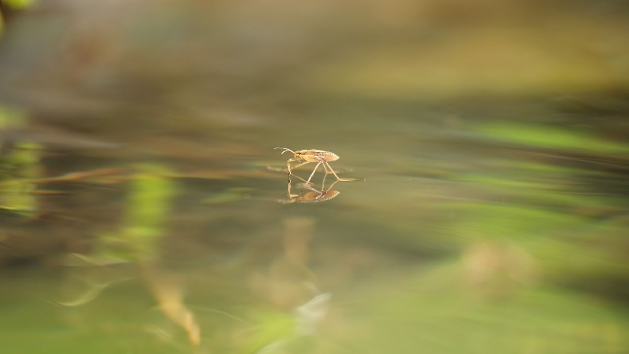 春天惊蛰昆虫万物复苏 6