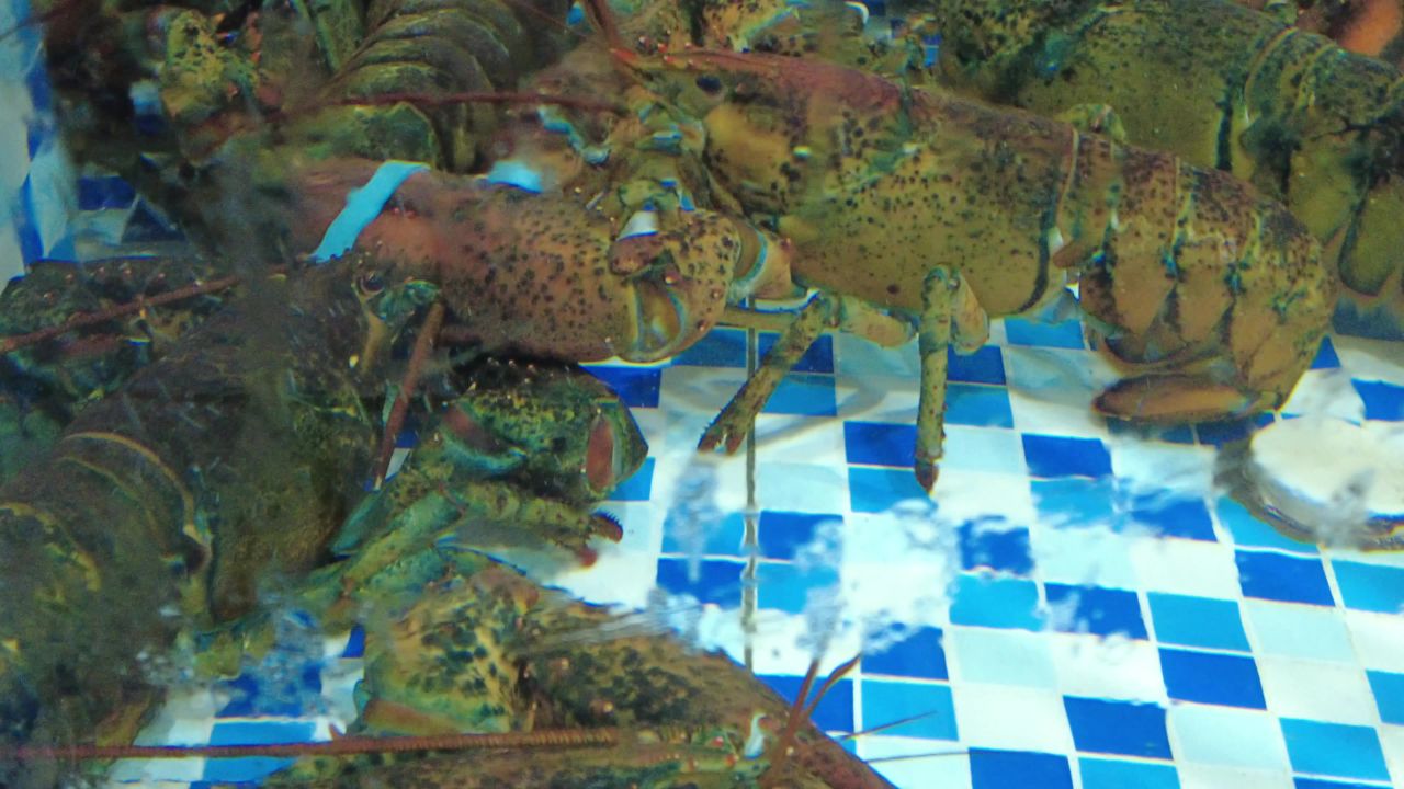 活体新鲜海鲜螃蟹龙虾帝王蟹石斑鱼乌龟实拍 