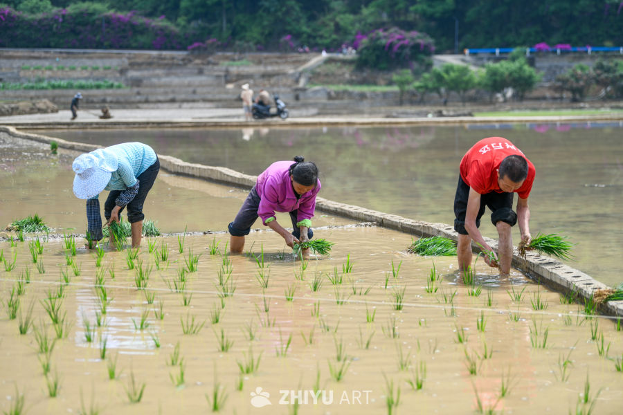 传统水稻种植场景 2