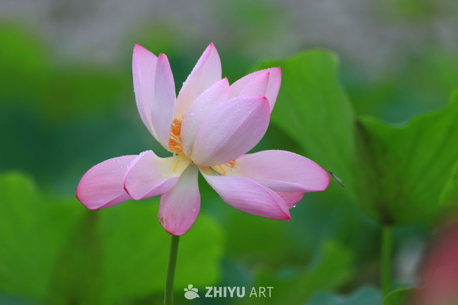 盛夏荷花 4