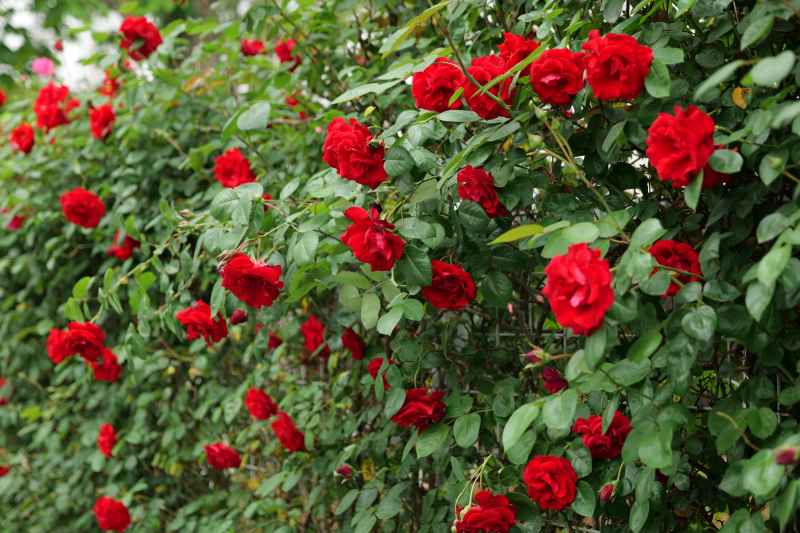 月季花 15
