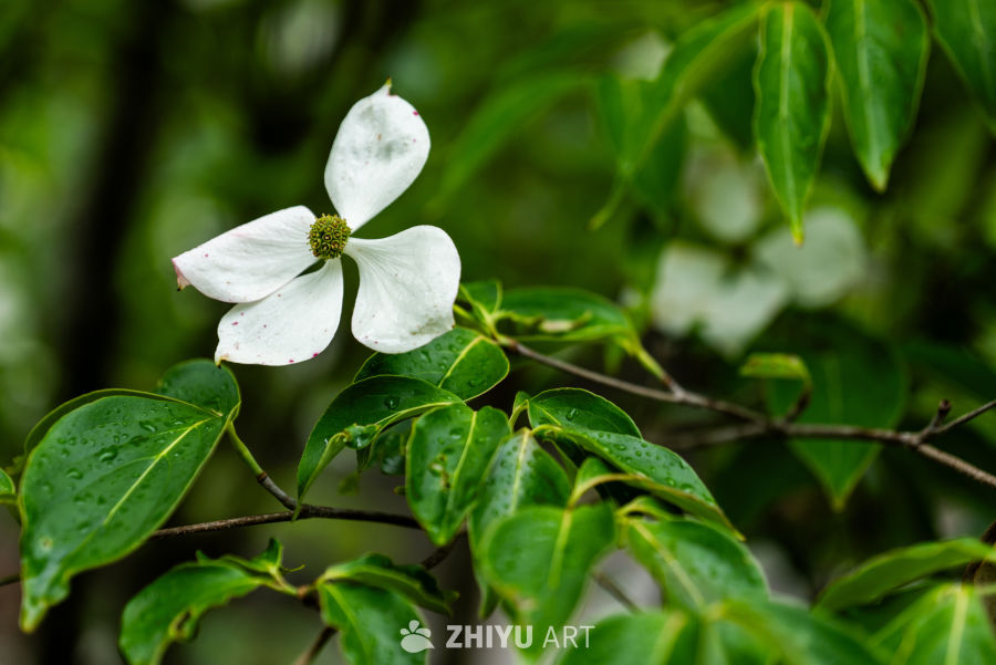 华阳古镇（二） 18