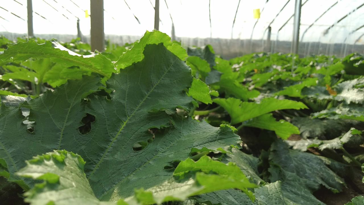 三农农村蔬菜大棚工作生活实拍素材