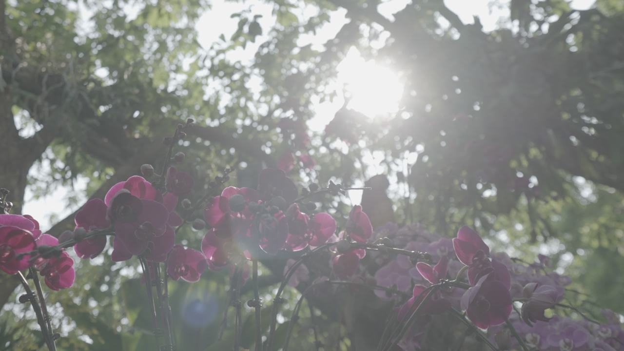 青秀山 21