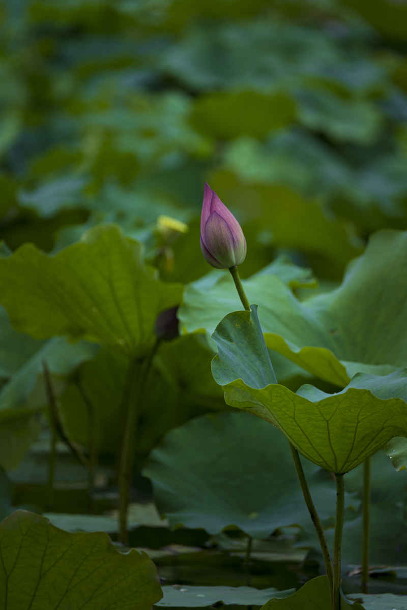 广西大学荷花