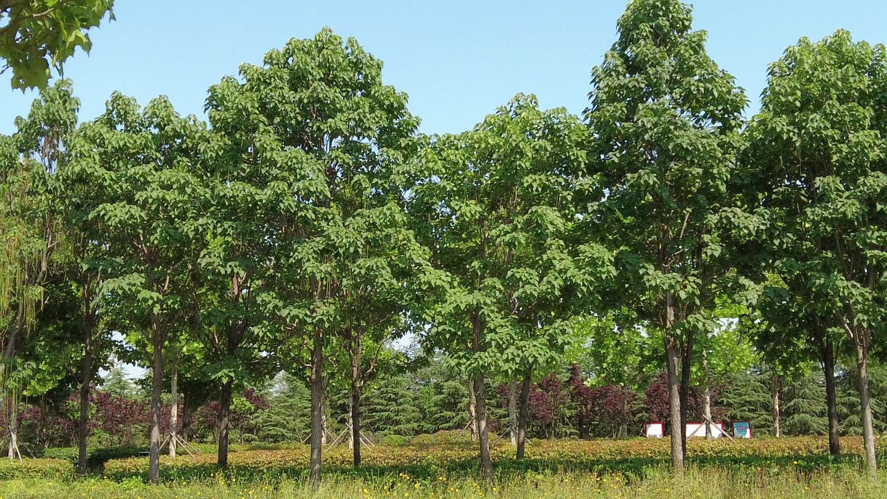夏日阳光树枝树叶植物鲜花实拍  