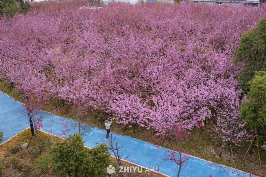 樱花盛开的春天