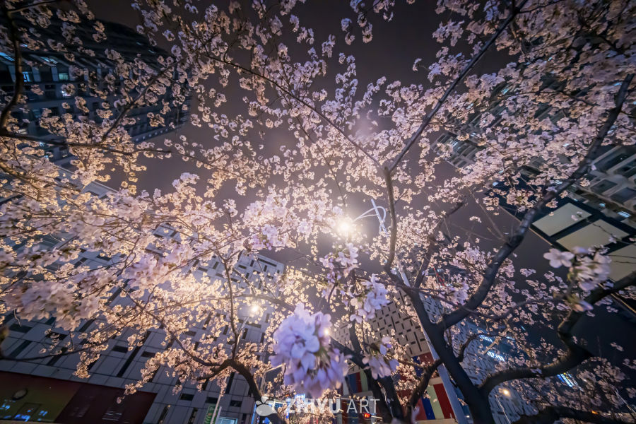 苏州春分街樱花季