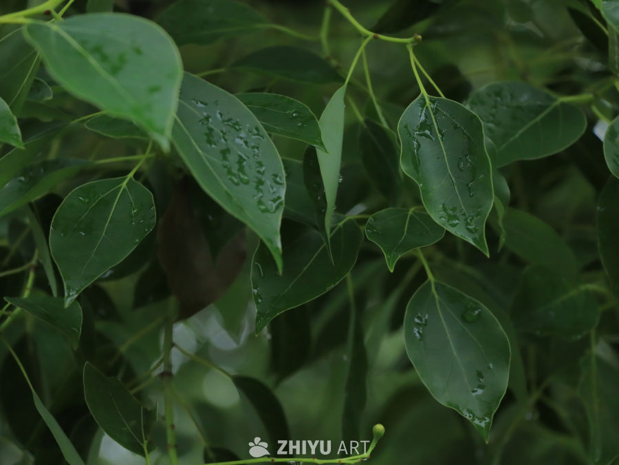 雨后绿叶的清新世界