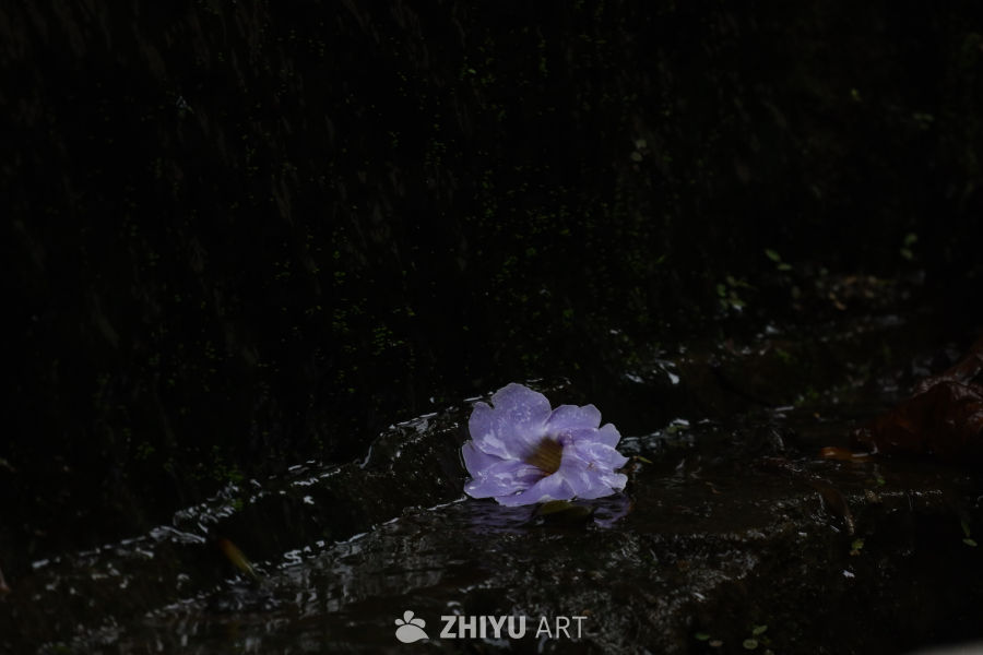 花朵 8