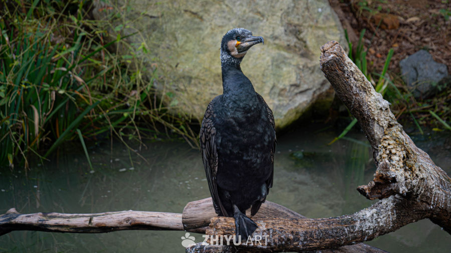 湿地中的鸬鹚静栖图