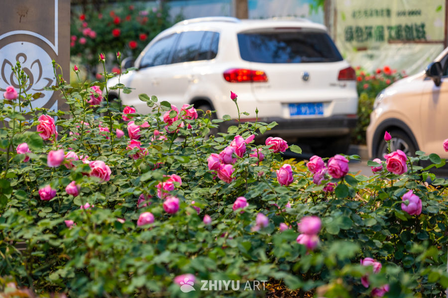 月季花 11