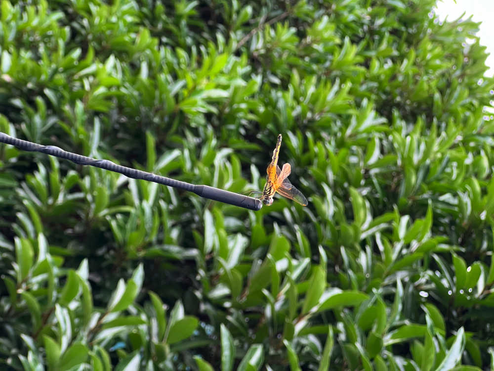 电线蜻蜓