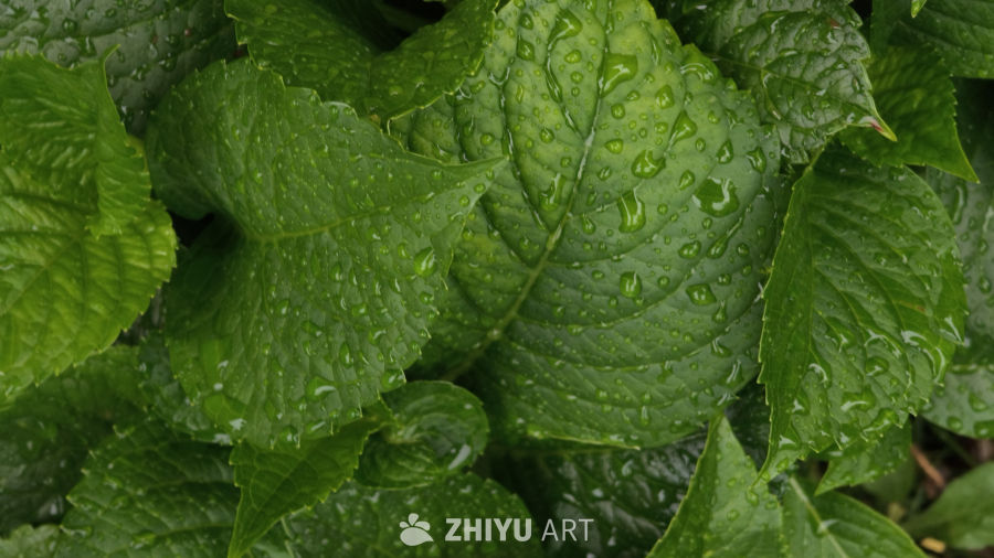 雨后宁静的绿叶
